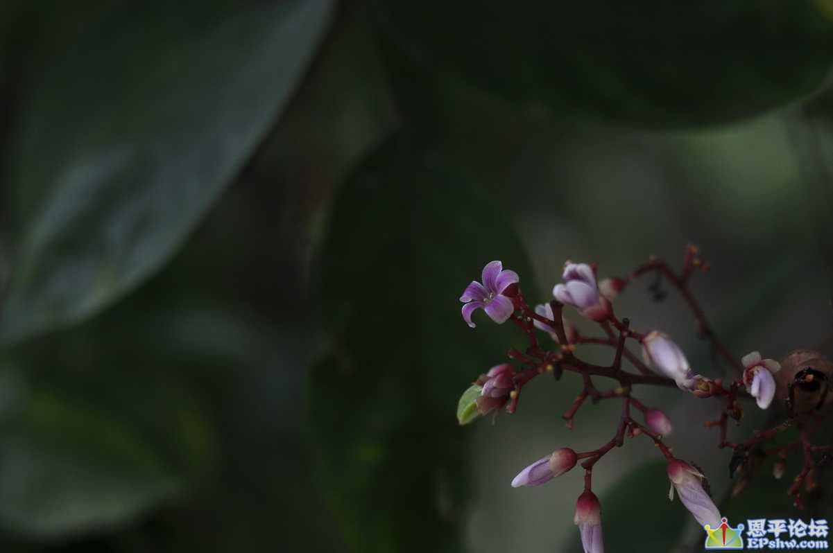 DSC_0403.JPG
