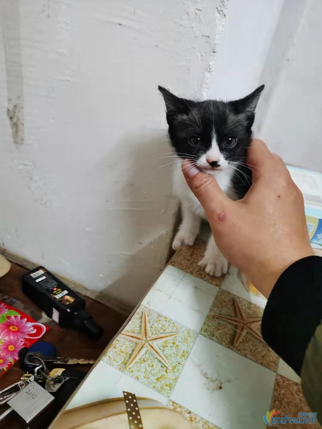 黑猫李逵