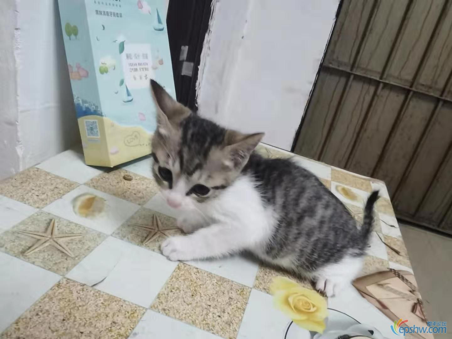 灰猫可爱