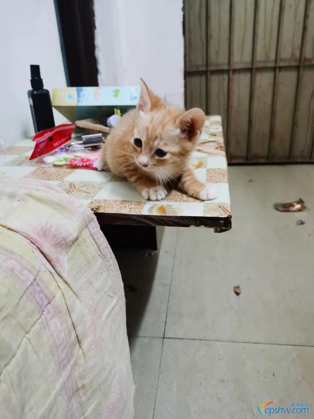 黄猫小吉
