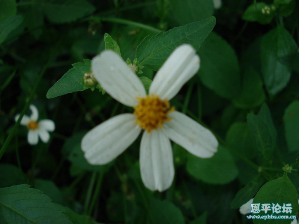 DSC01914_С.JPG