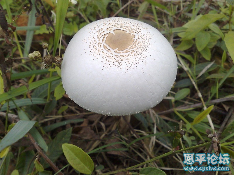 20100218536.jpg