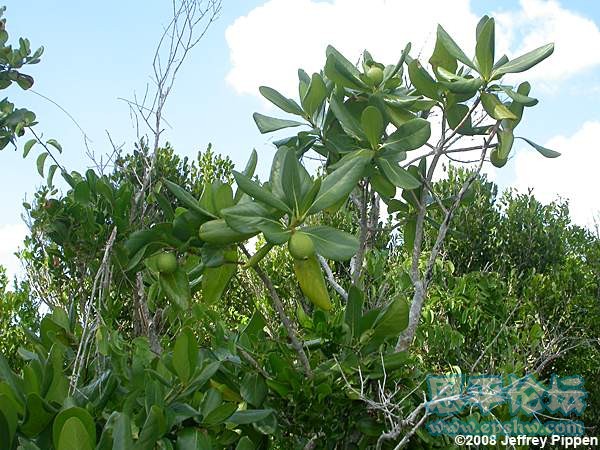 casasia-clusiifolia081129-2465bahamasz.jpg