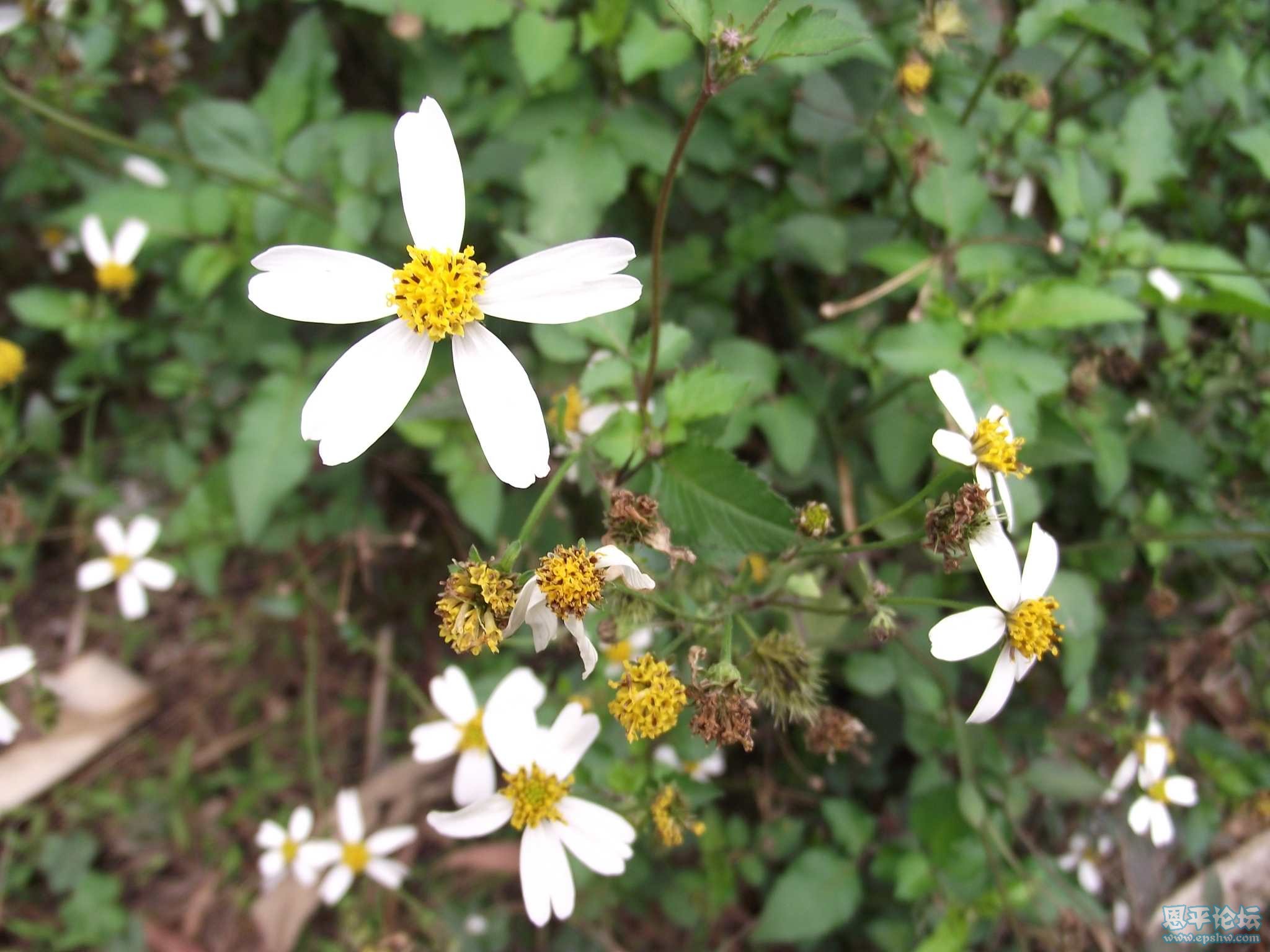 DSCF0683.jpg